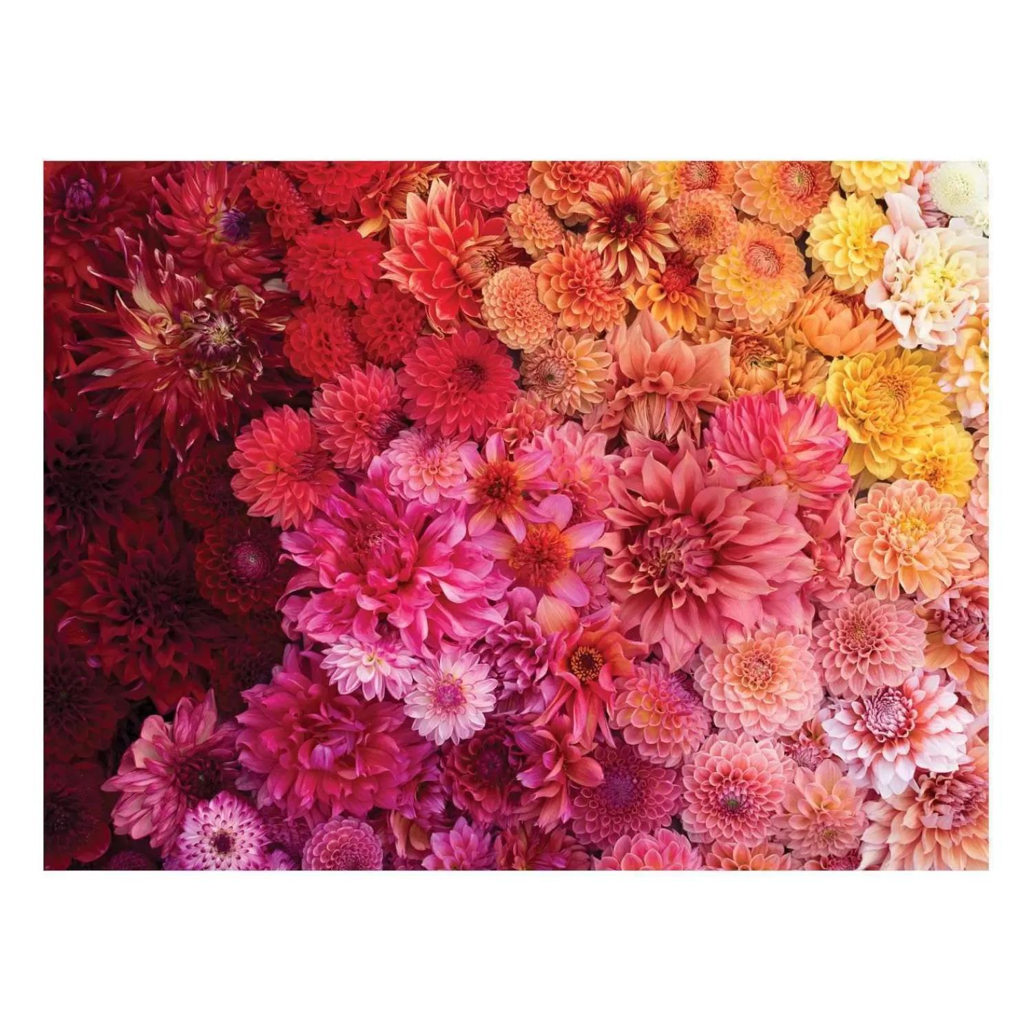 500 Piece Puzzles*Galison Floret Farm's Cut Flower Garden Double-Sided 500 Piece Jigsaw Puzzle