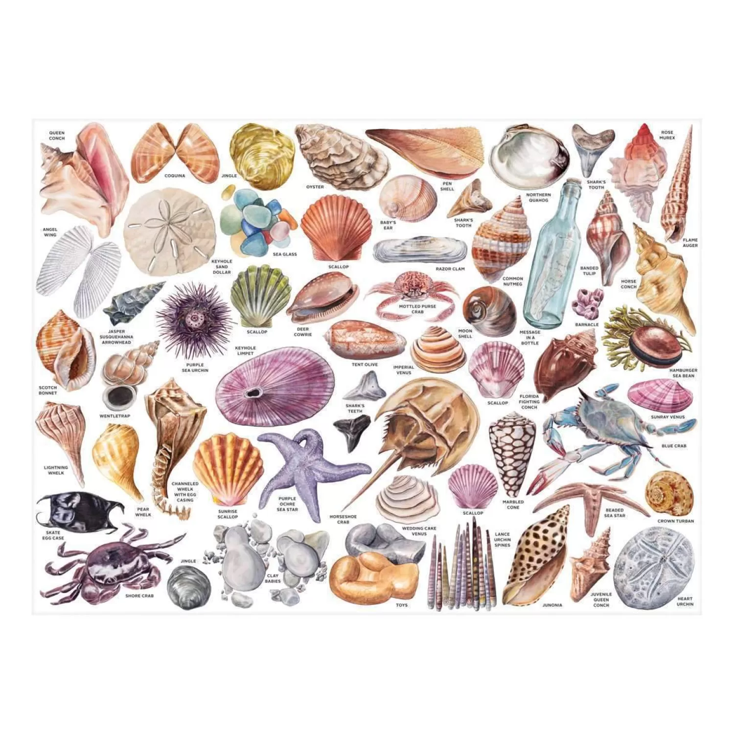 1000 Piece Puzzles*Galison The Beachcomber's Companion 1000 Piece Jigsaw Puzzle With Shaped Pieces