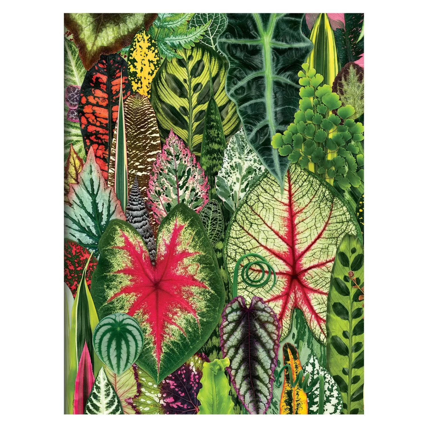 Greeting & Note Cards*Galison Troy Litten Houseplant Jungle Greeting Assortment Notecards