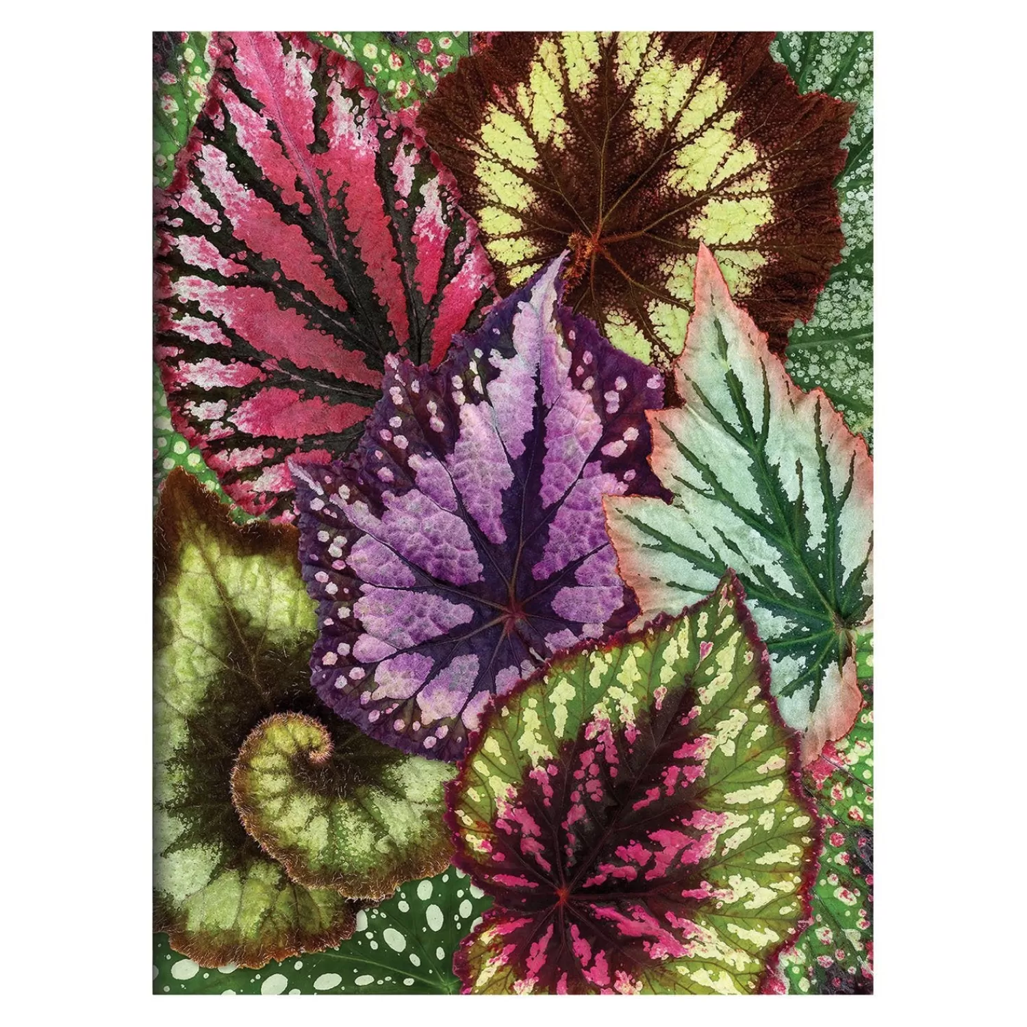 Greeting & Note Cards*Galison Troy Litten Houseplant Jungle Greeting Assortment Notecards