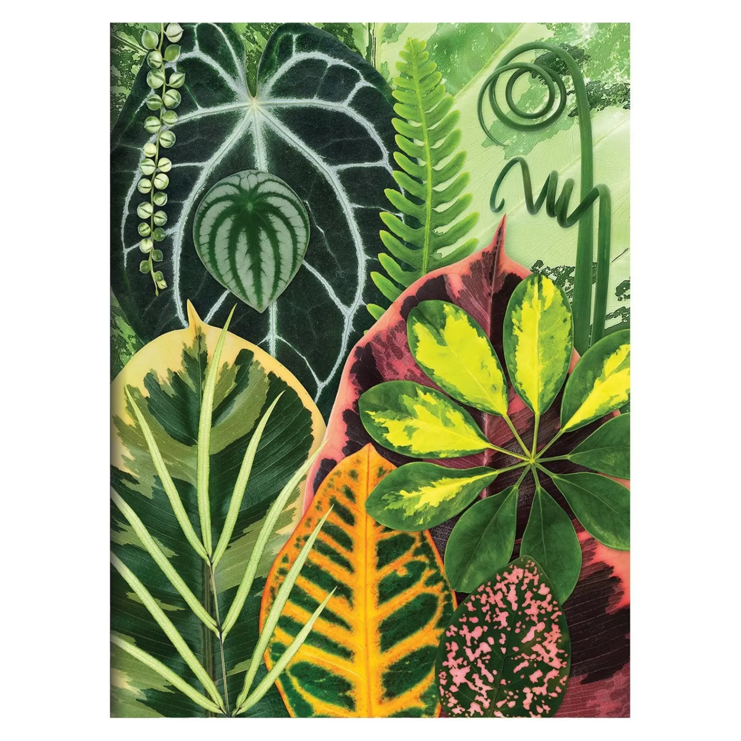 Greeting & Note Cards*Galison Troy Litten Houseplant Jungle Greeting Assortment Notecards